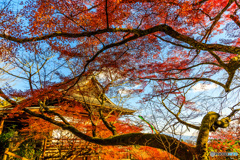 千光寺の紅葉