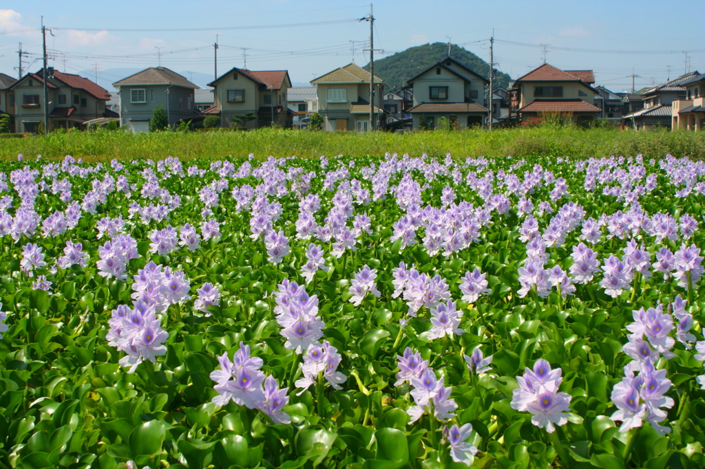 畝傍山を背に