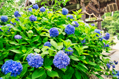 紫陽花と鐘楼