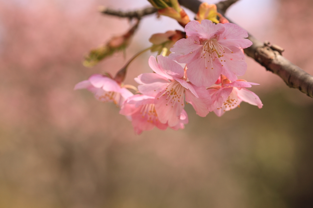 鶴見の河津桜