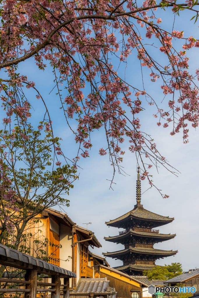 八坂通の桜