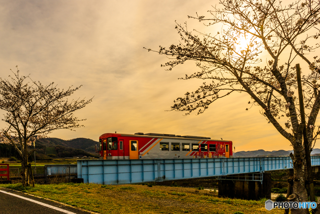 夕刻の鉄道桜