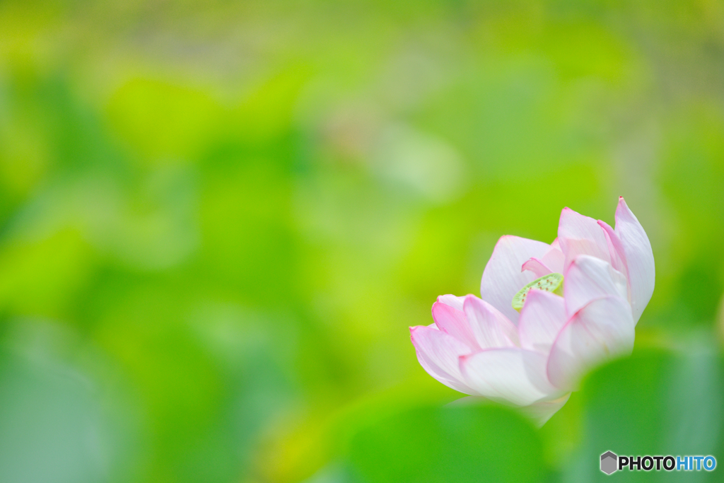 天上の華 by kiyotti3 （ID：13594597） - 写真共有サイト:PHOTOHITO