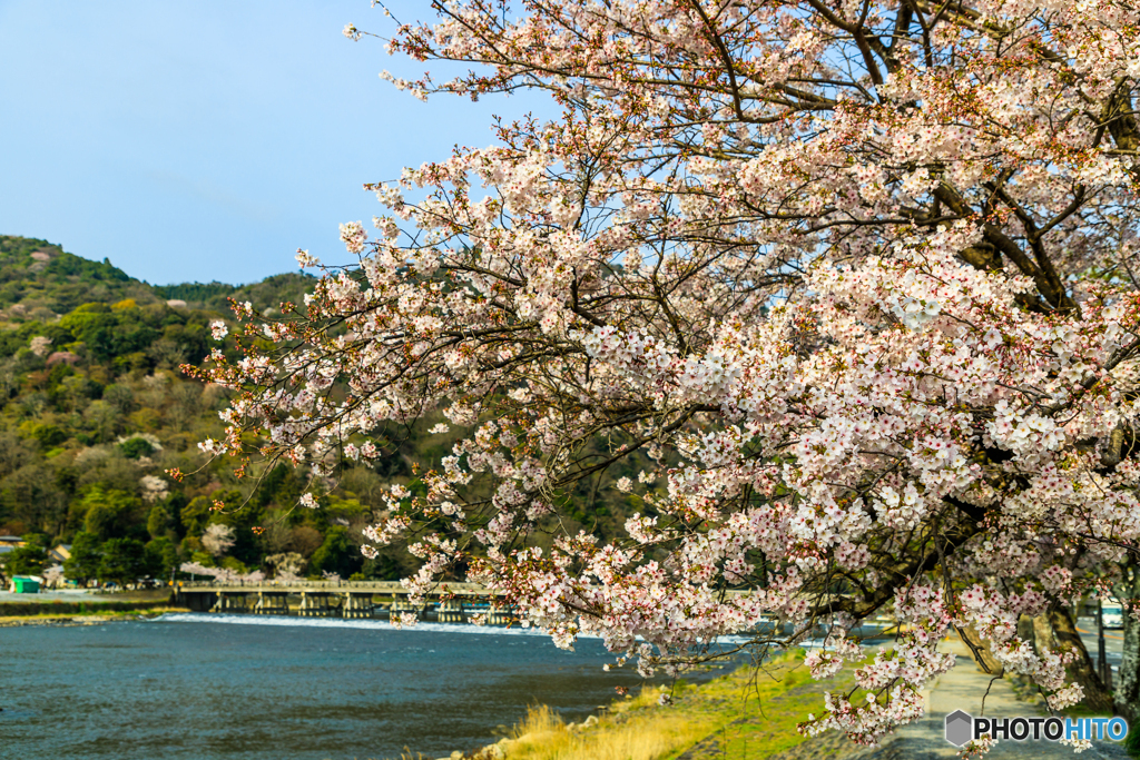 嵐山の桜めぐり