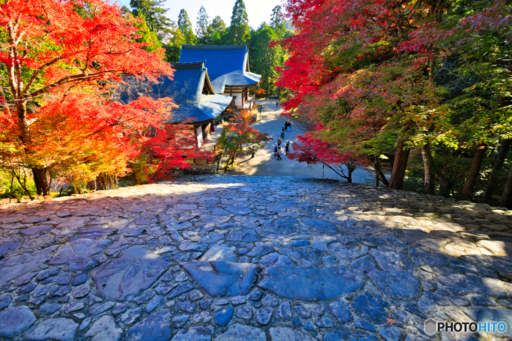 見下ろして紅葉