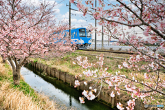 近江鉄道と桜