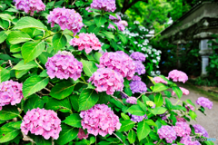 帰路の紫陽花