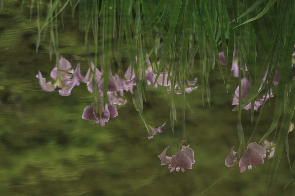 水面の華