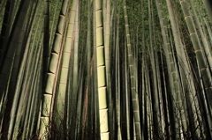 竹林の壁