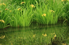 水辺のささやき