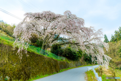 栃原のシダレ桜