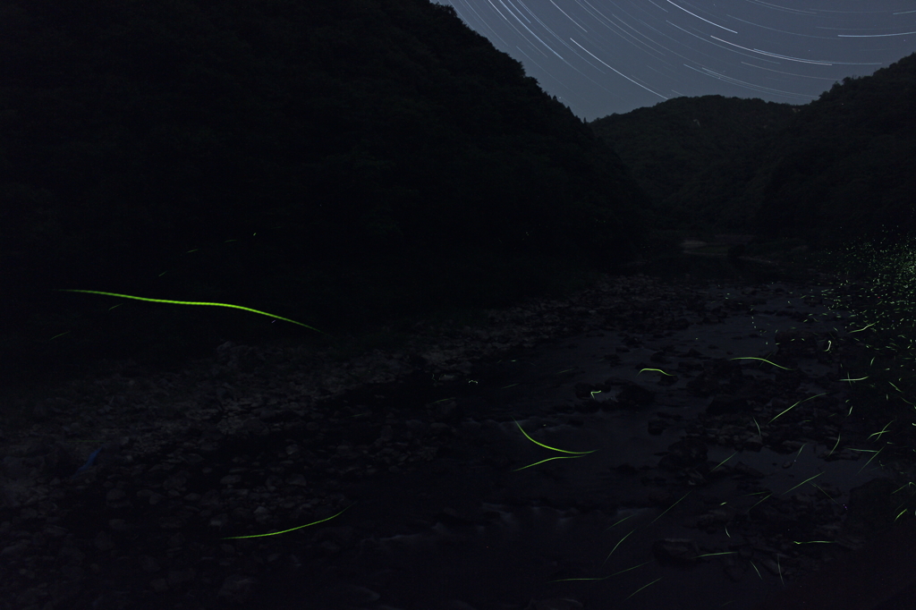 星グルと蛍の舞