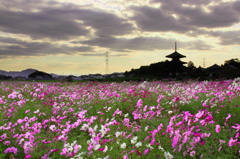 秋光の法起寺Ⅱ