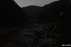 武庫川上流の蛍