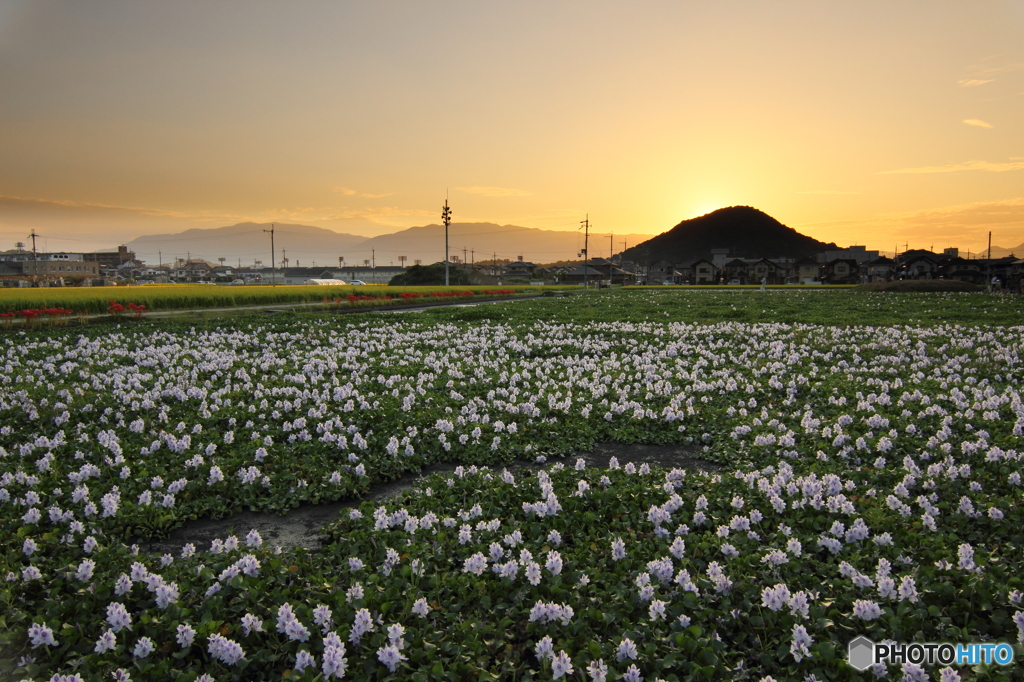ホテイアオイのある夕景
