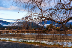 雲海漂う嵐山