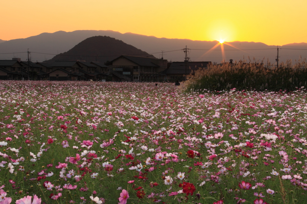 藤原宮跡の夕日