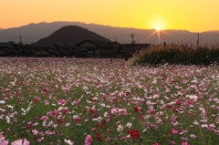 藤原宮跡の夕日