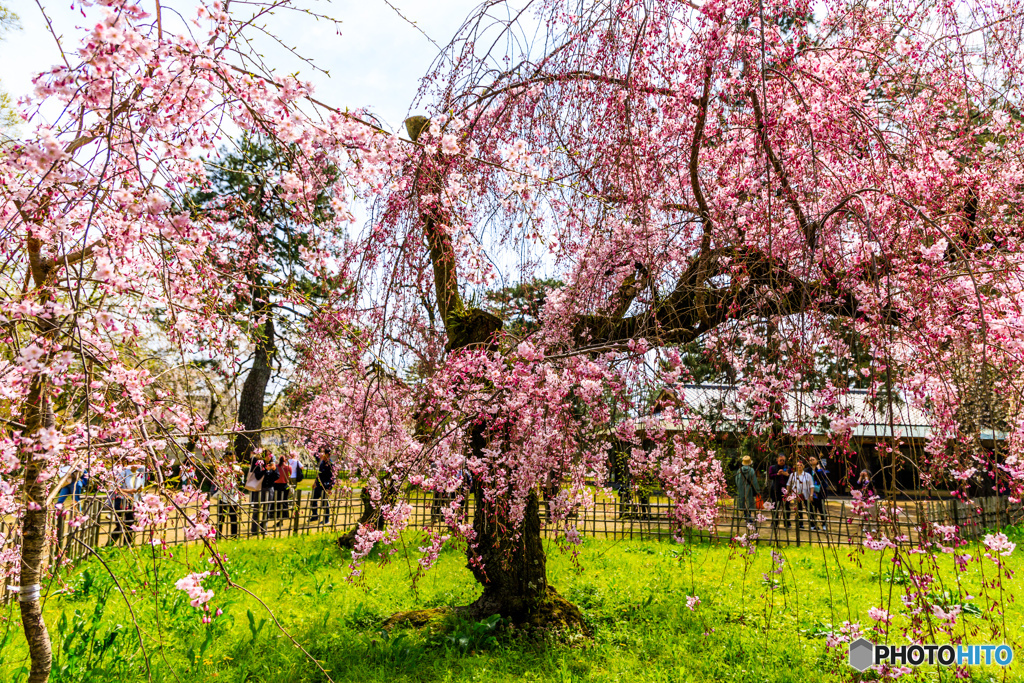 京都御苑の糸桜