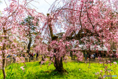 京都御苑の糸桜