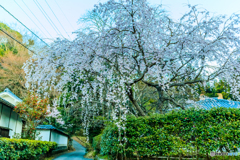 松源院の桜