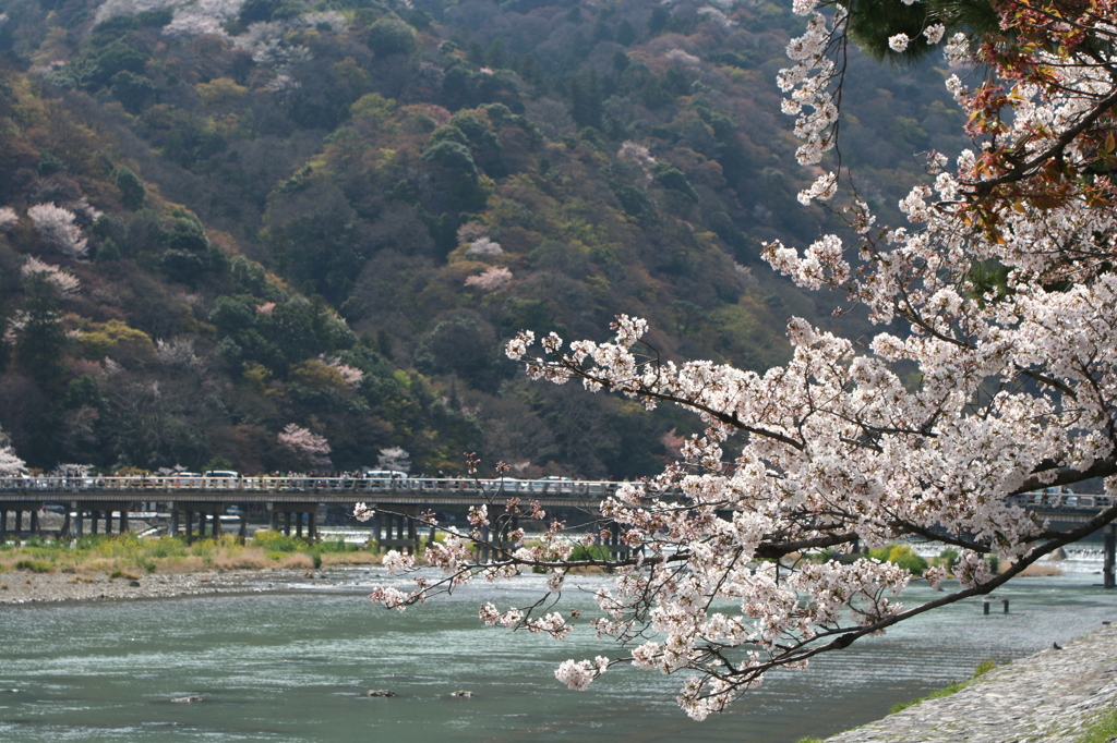 渡月橋の春