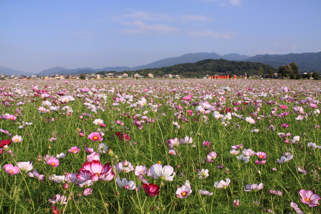 天香具山の風