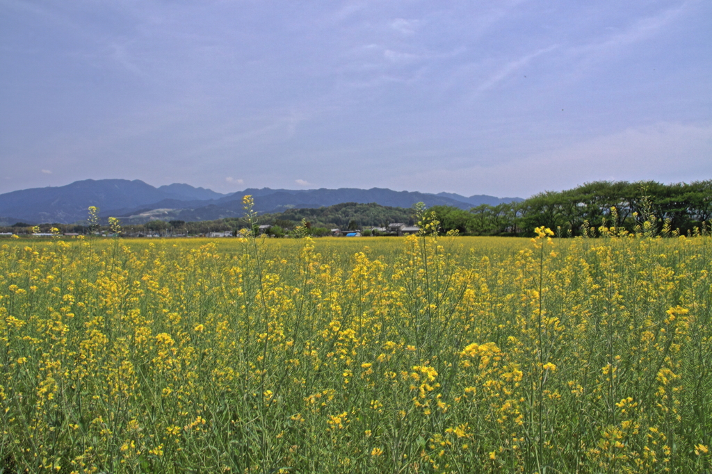 天の香具山遠景