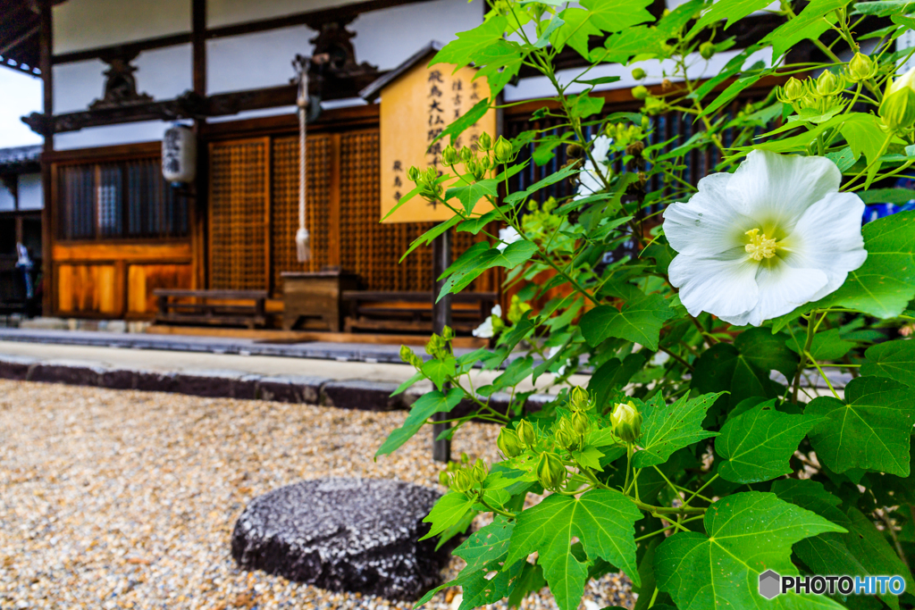 飛鳥寺と木槿（２）