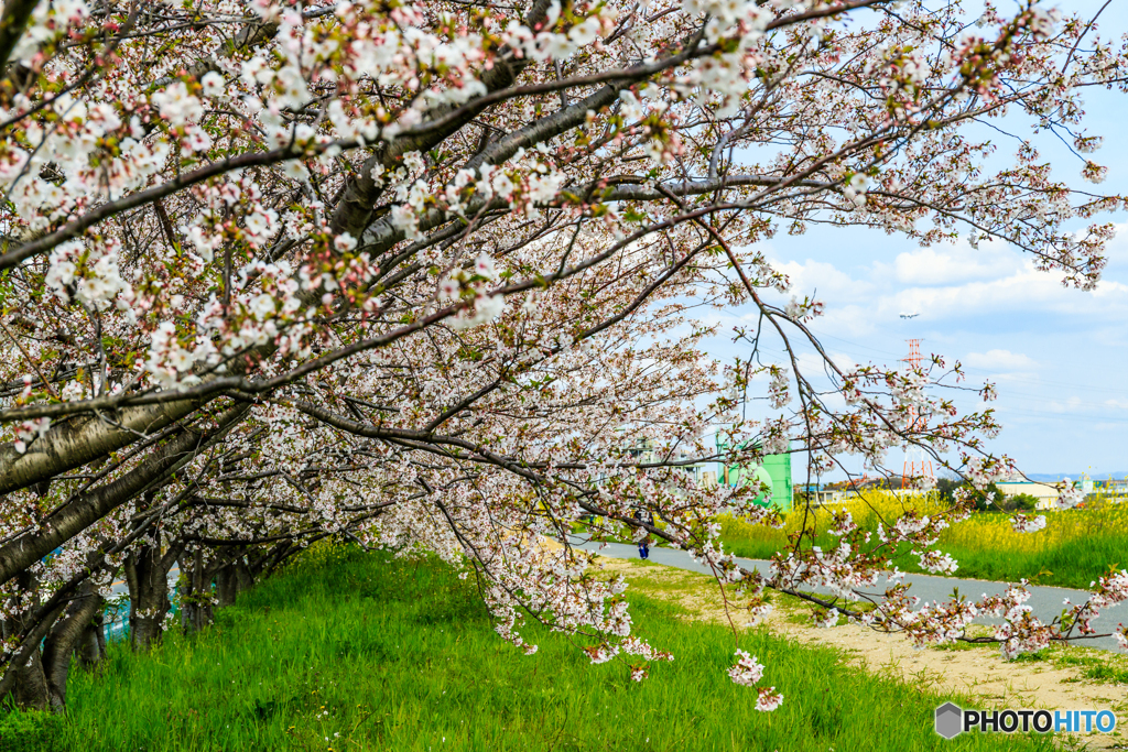 猪名川の桜並木Ⅱ