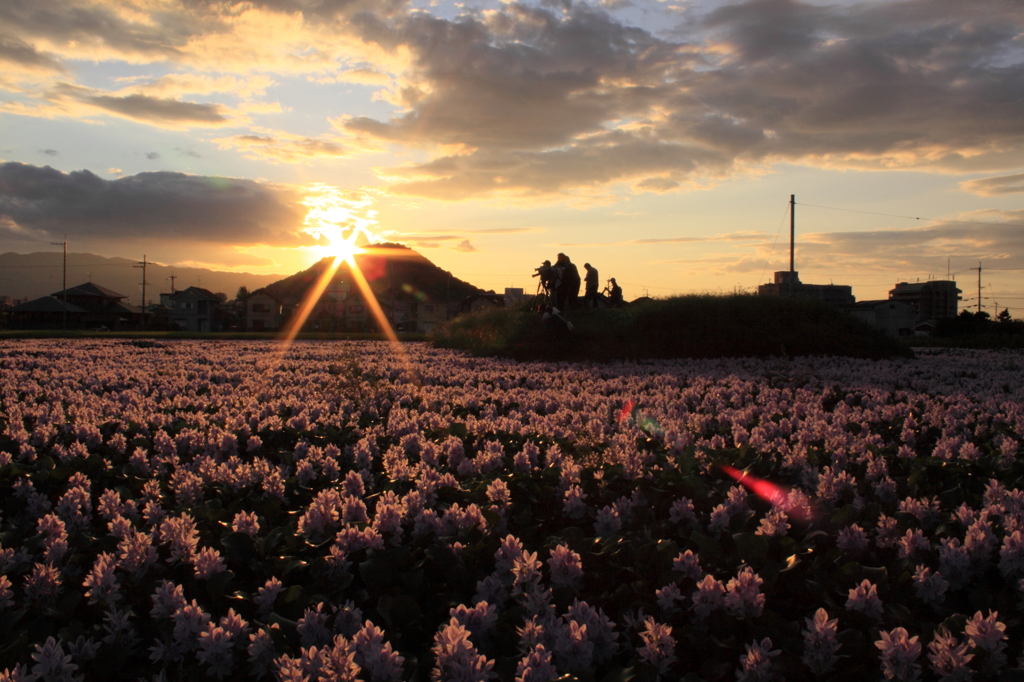 ホテイアオイの輝き