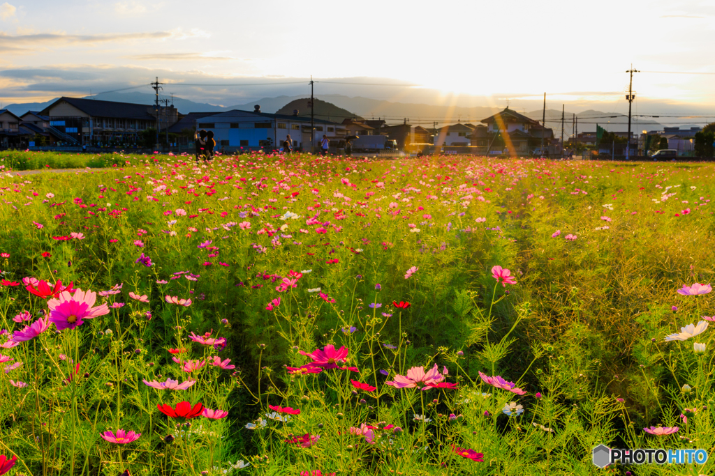 藤原宮跡の夕日２０１７