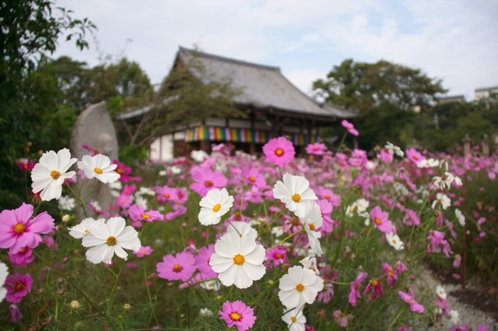 秋桜に抱かれて