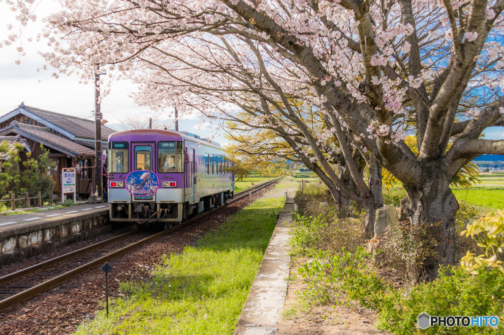 法華口駅の桜