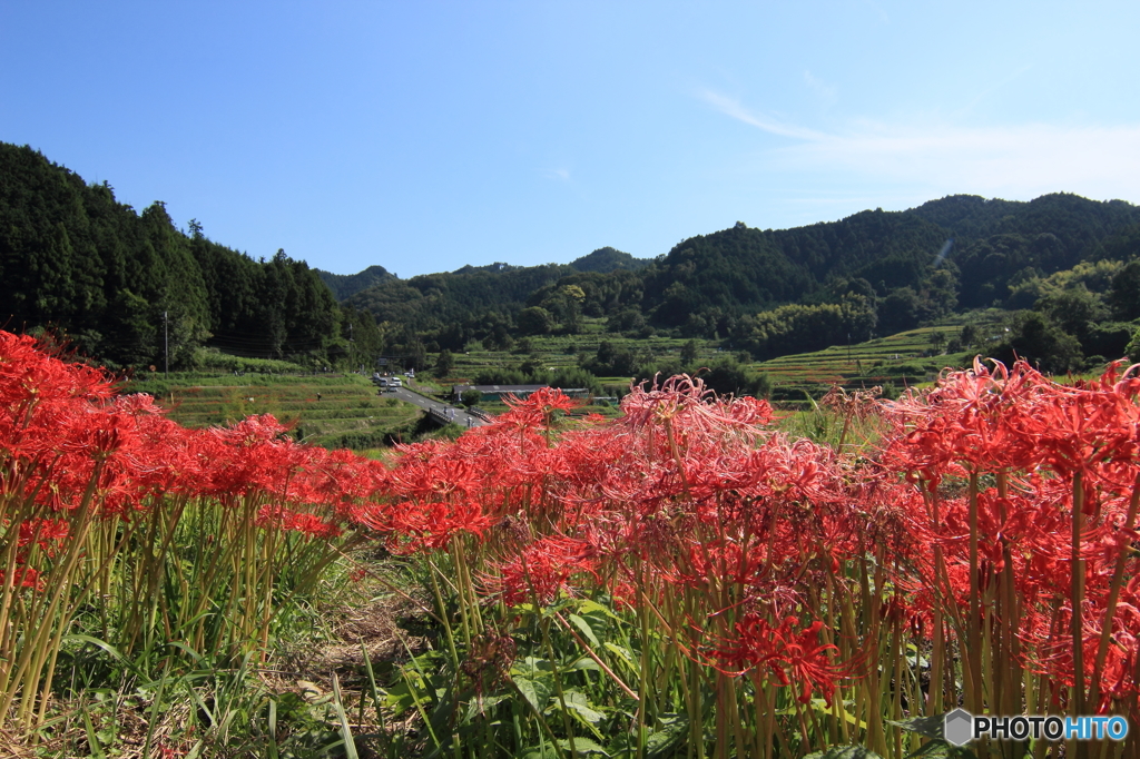 彼岸花参道