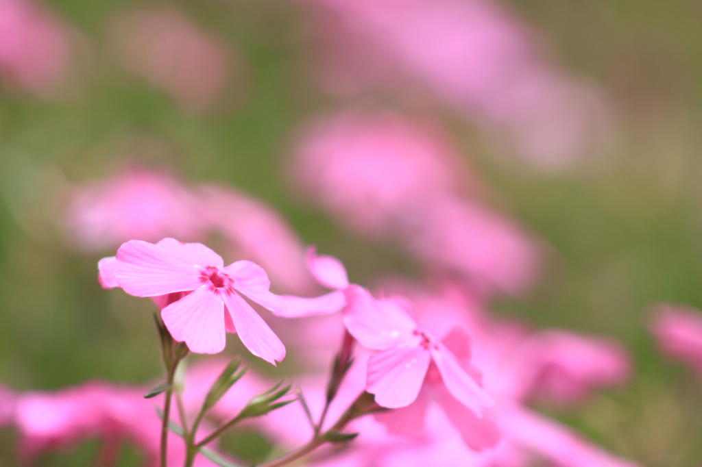 もうひとつの桜