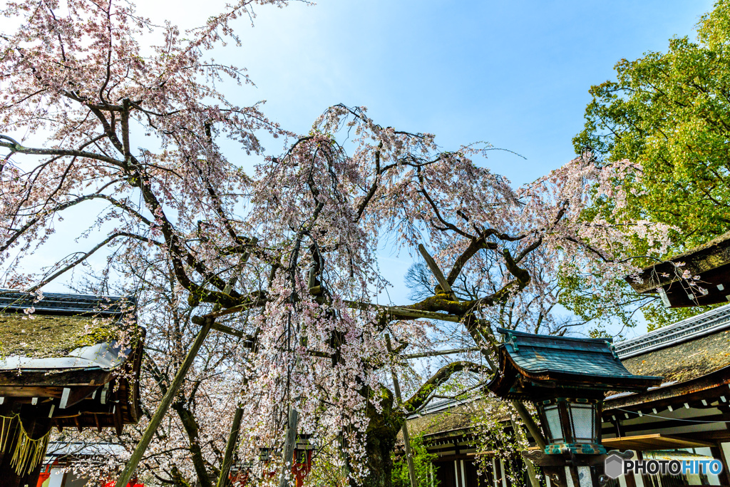 平野の魁（さきがけ）桜