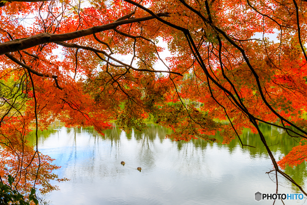 紅葉に囲まれて