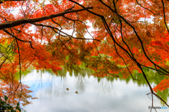 紅葉に囲まれて