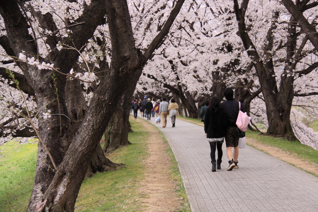 桜トンネル