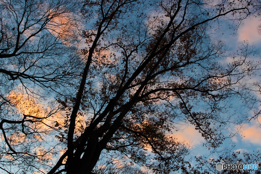 糺の森の空