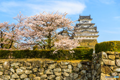 桜の城と石垣