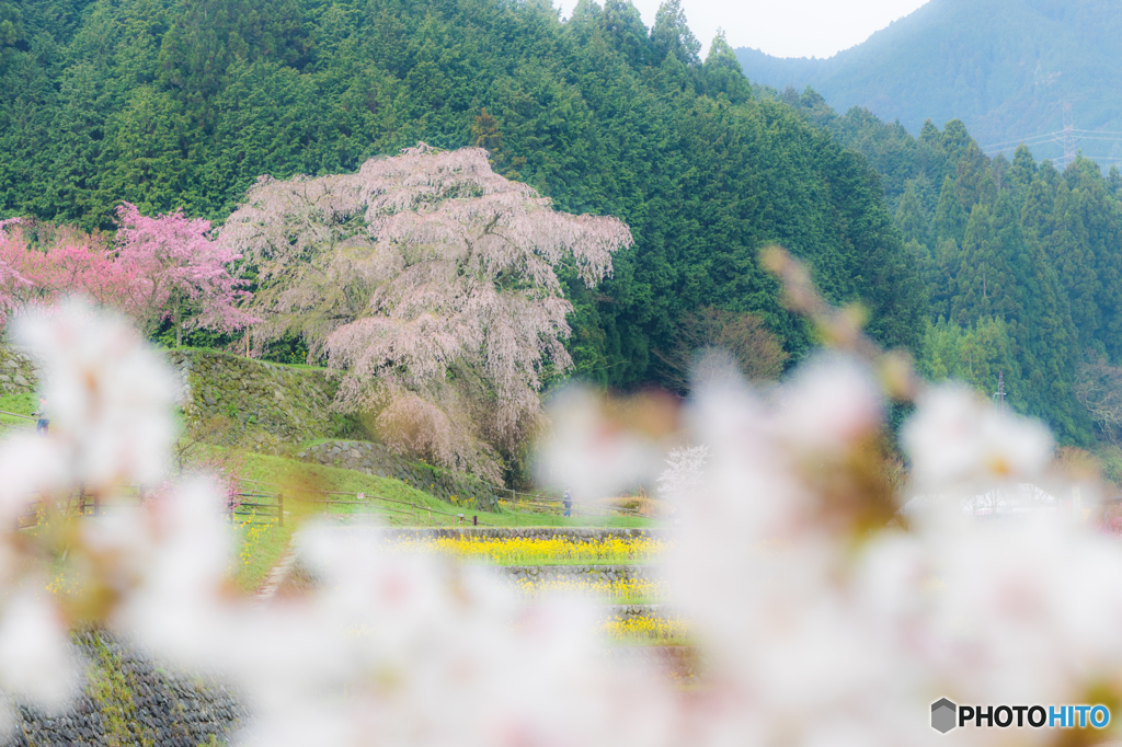桜・カモフラージュ