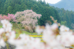 桜・カモフラージュ