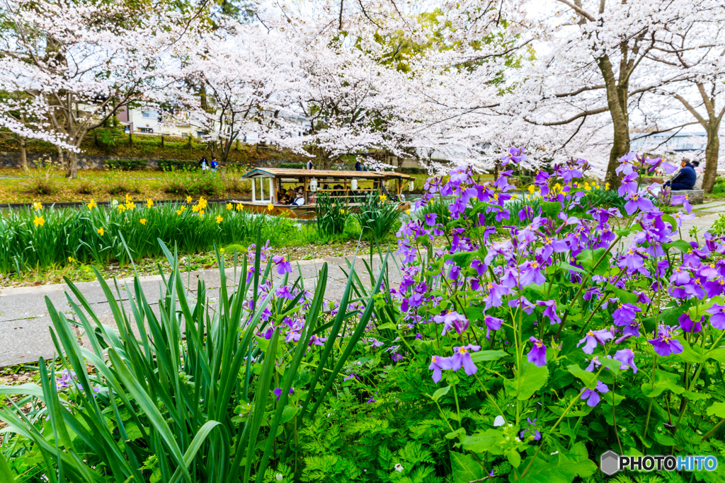 ムラサキハナナ桜