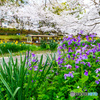 ムラサキハナナ桜