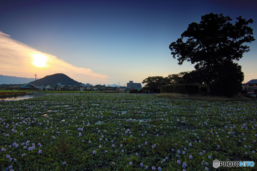 本薬師寺跡の夕景