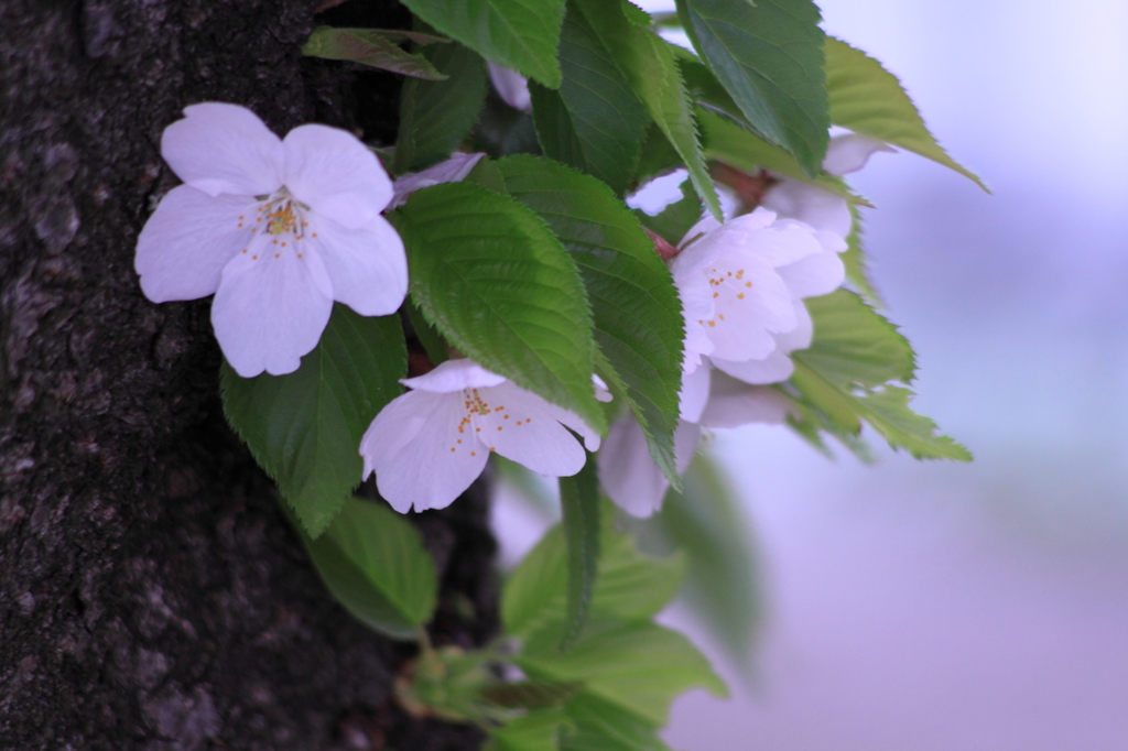 なごり桜
