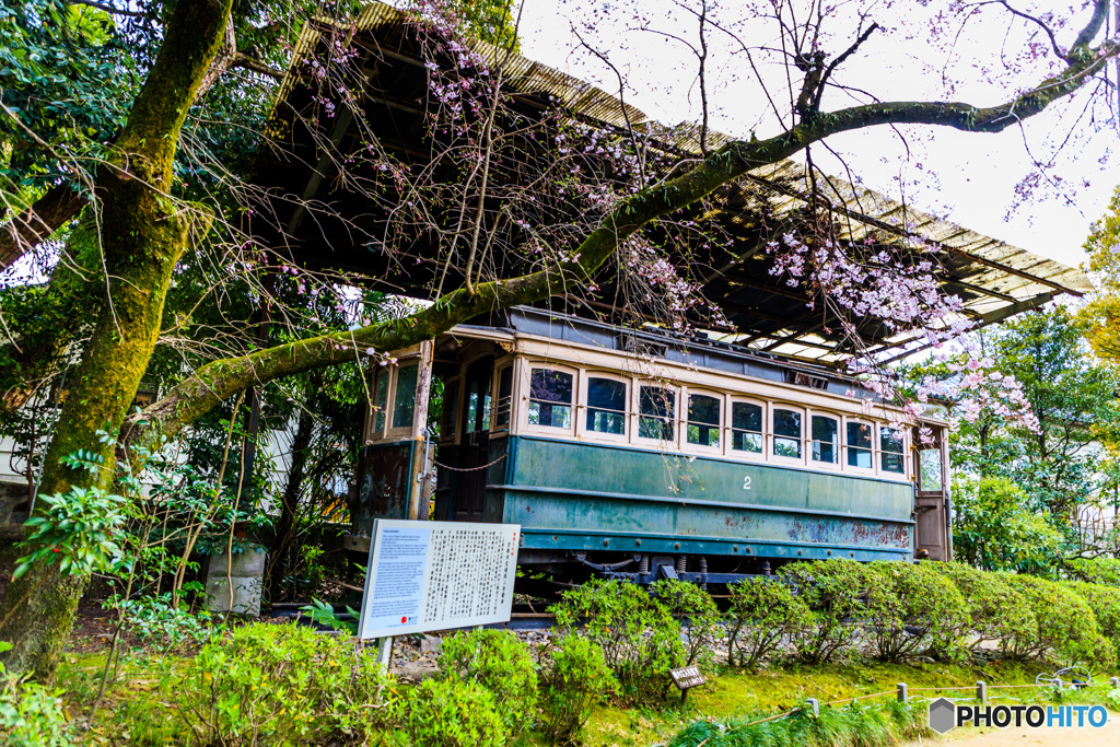 チンチン電車と桜