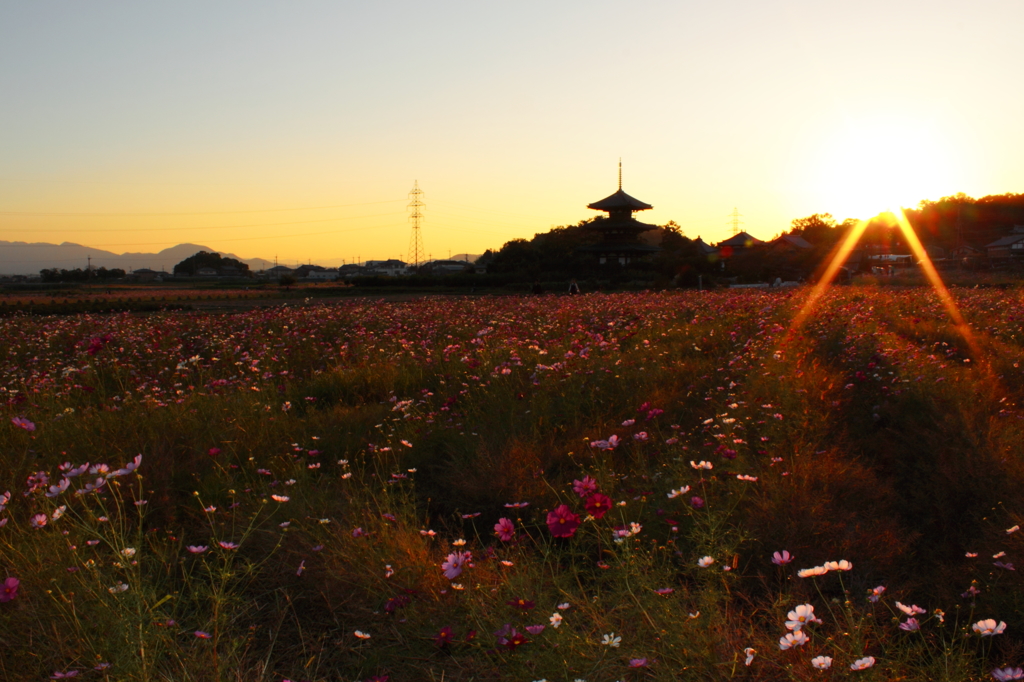 法起寺と秋桜Ａ
